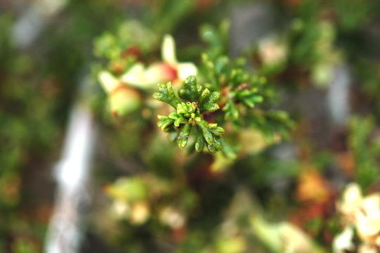 Image of <i>Purshia tridentata</i> var. <i>glandulosa</i>