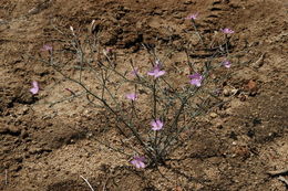 Sivun Stephanomeria exigua Nutt. kuva