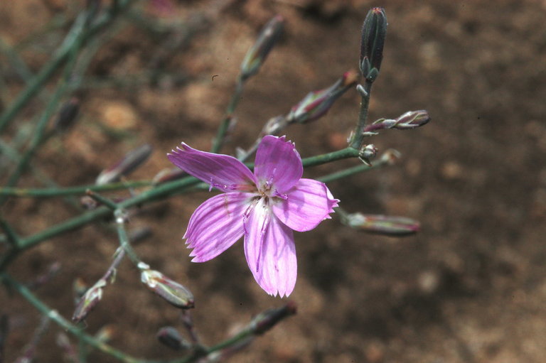 Image of small wirelettuce