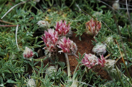 Image of Beatley's clover