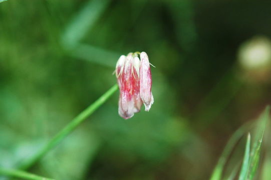 Trifolium kingii subsp. dedeckerae (J. M. Gillett) D. Heller的圖片