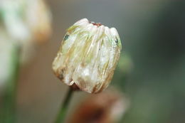 Trifolium kingii subsp. dedeckerae (J. M. Gillett) D. Heller的圖片