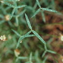Sivun Trifolium kingii subsp. dedeckerae (J. M. Gillett) D. Heller kuva