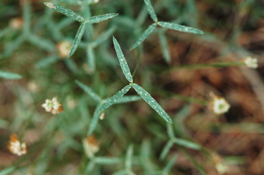 Plancia ëd Trifolium kingii subsp. dedeckerae (J. M. Gillett) D. Heller