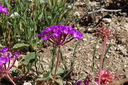 Imagem de Abronia villosa var. aurita (Abrams) Jeps.