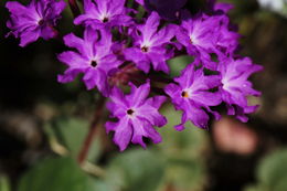 Imagem de Abronia villosa var. aurita (Abrams) Jeps.