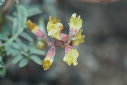 Sivun Astragalus douglasii var. parishii (A. Gray) M. E. Jones kuva