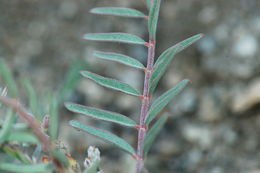 Sivun Astragalus douglasii var. parishii (A. Gray) M. E. Jones kuva