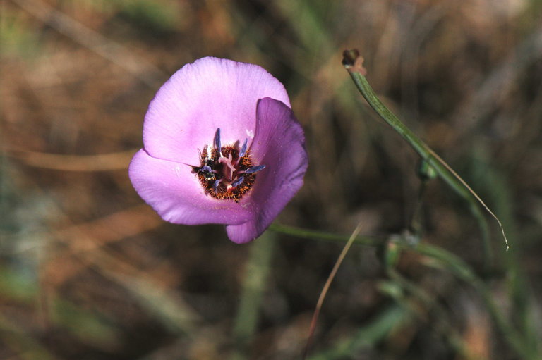 Image de Calochortus splendens Douglas ex Benth.