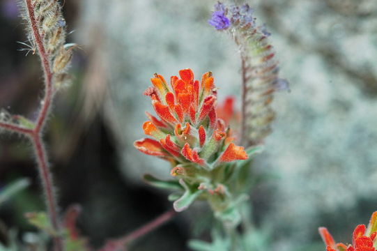 Image of Texas Indian paintbrush