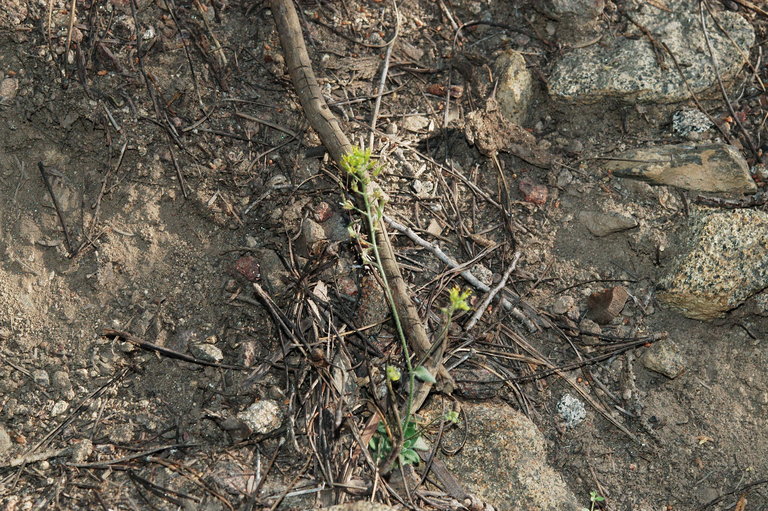 Imagem de Draba corrugata S. Watson