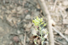 Imagem de Draba corrugata S. Watson