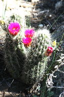 Image de Echinocereus engelmannii (Parry ex Engelm.) Lem.