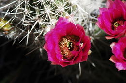 Image de Echinocereus engelmannii (Parry ex Engelm.) Lem.