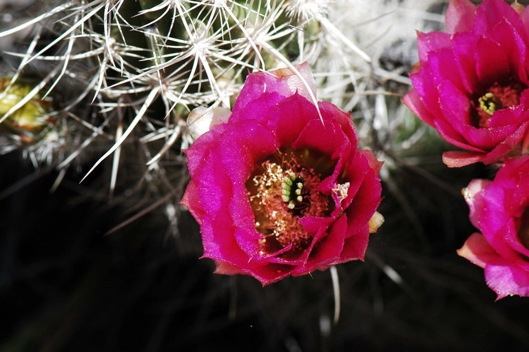 Image de Echinocereus engelmannii (Parry ex Engelm.) Lem.