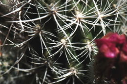 Image de Echinocereus engelmannii (Parry ex Engelm.) Lem.