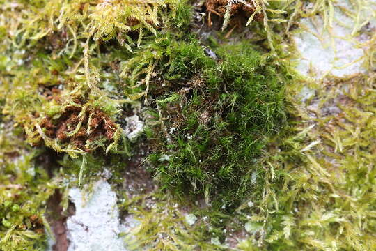 Image of dicranum moss