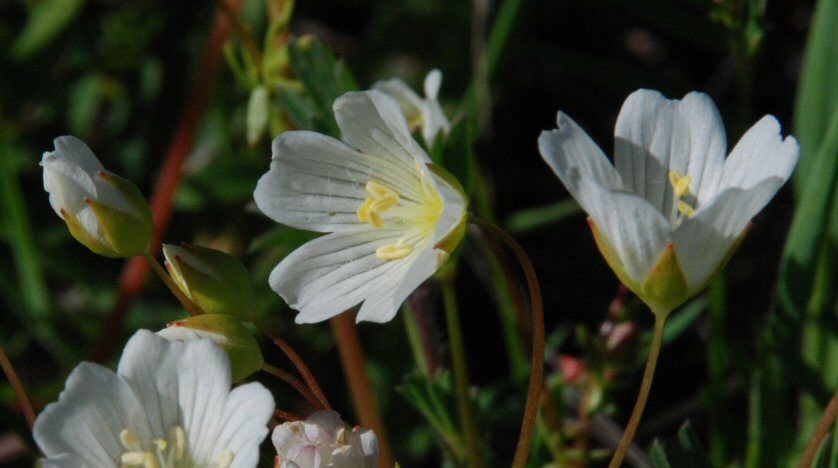 Image of white meadowfoam