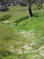 Image of foothill meadowfoam