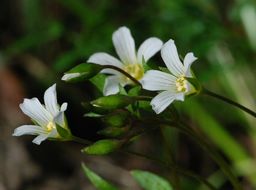 Image of white meadowfoam