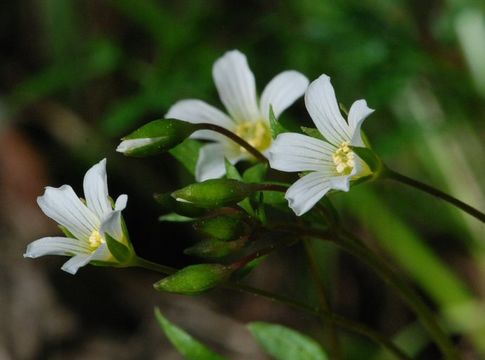 Imagem de Limnanthes alba subsp. versicolor (Greene) C. T. Mason