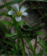 Image of white meadowfoam