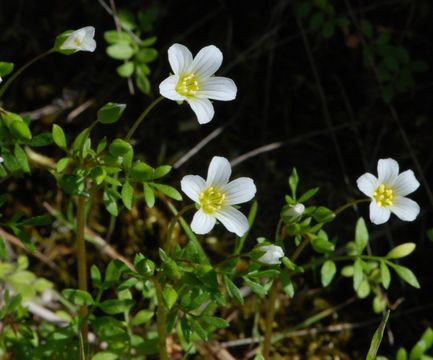 Image of white meadowfoam