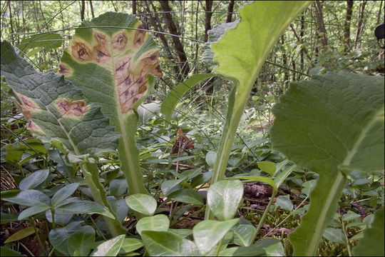 Image of Ramularia primulae Thüm. 1878