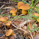 Image of Cortinarius callisteus (Fr.) Fr. 1838