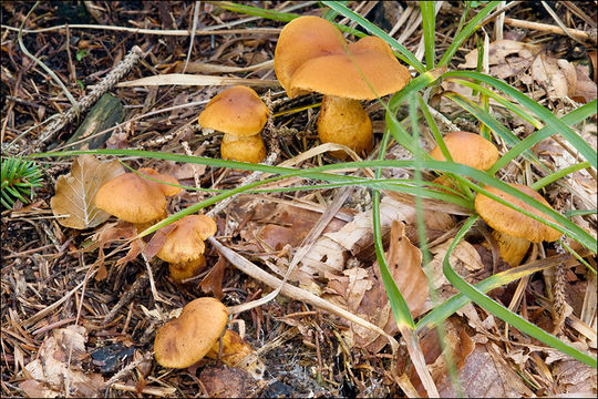 Image de Cortinarius callisteus (Fr.) Fr. 1838