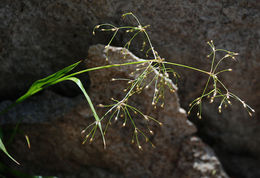 Image of forked woodrush