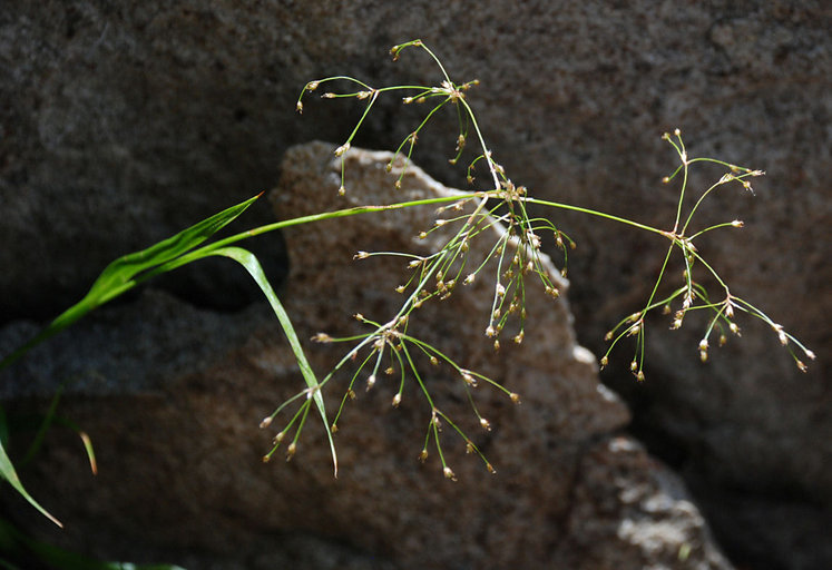 Imagem de Luzula divaricata S. Wats.