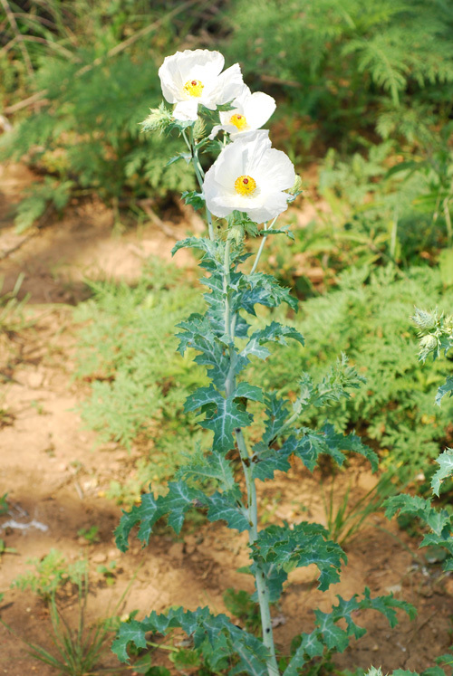 Sivun Argemone albiflora Hornem. kuva