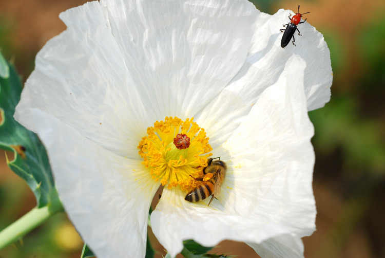 Image of bluestem pricklypoppy