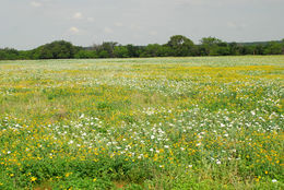 Image of bluestem pricklypoppy