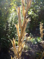 Imagem de Oenothera elata subsp. hirsutissima (A. Gray ex S. Wats.) W. Dietrich