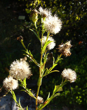 Image of Suisun Marsh aster