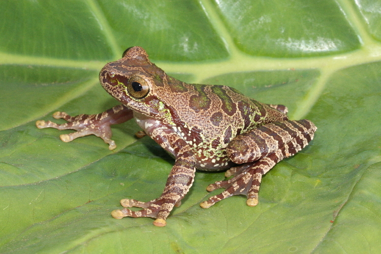 Image of Oaxacan Cloud-Forest Treefrog