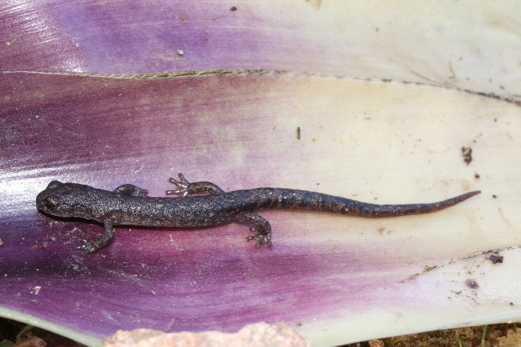 Image of Orange-tailed Agile Salamander