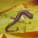 Image of Orange-tailed Agile Salamander