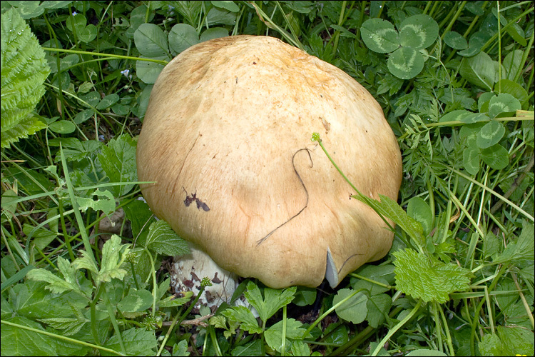 Image of Stropharia eximia Benedix 1961