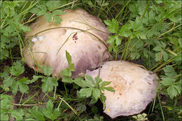 Image of Stropharia eximia Benedix 1961