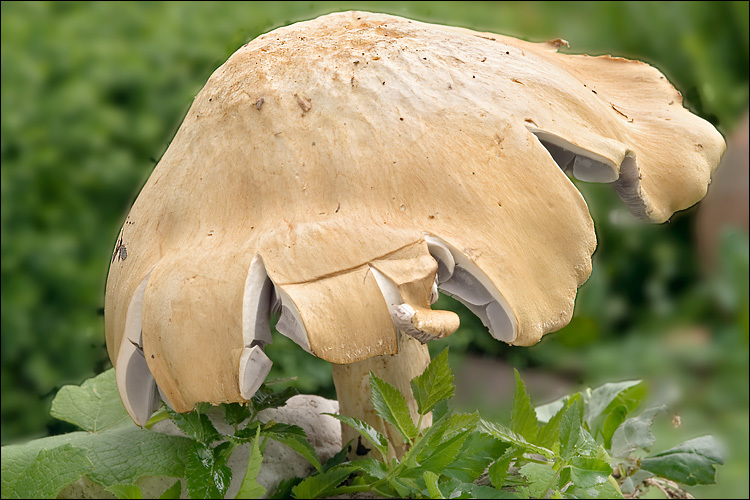 Image of Stropharia eximia Benedix 1961