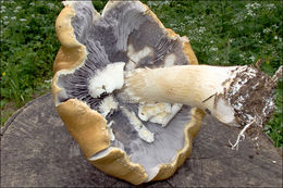 Image of Stropharia eximia Benedix 1961