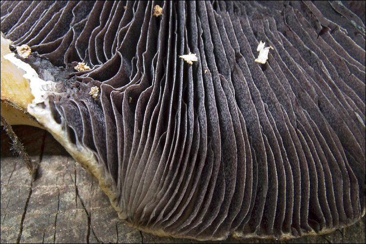 Image of Stropharia eximia Benedix 1961