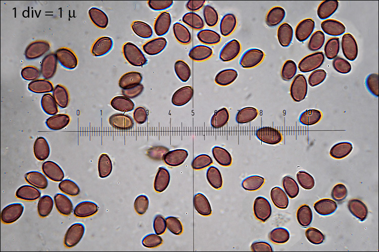 Image of Stropharia eximia Benedix 1961