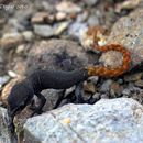 Image of Morocco Lizard-fingered Gecko