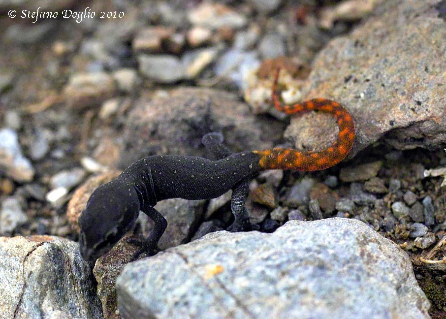 Image of Morocco Lizard-fingered Gecko