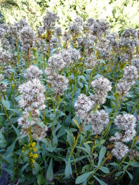 Image of Coast Goldenrod