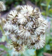 صورة Solidago spathulata DC.